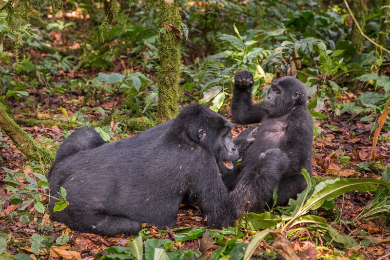 53 Oeganda, Bwindi NP, gorilla.jpg